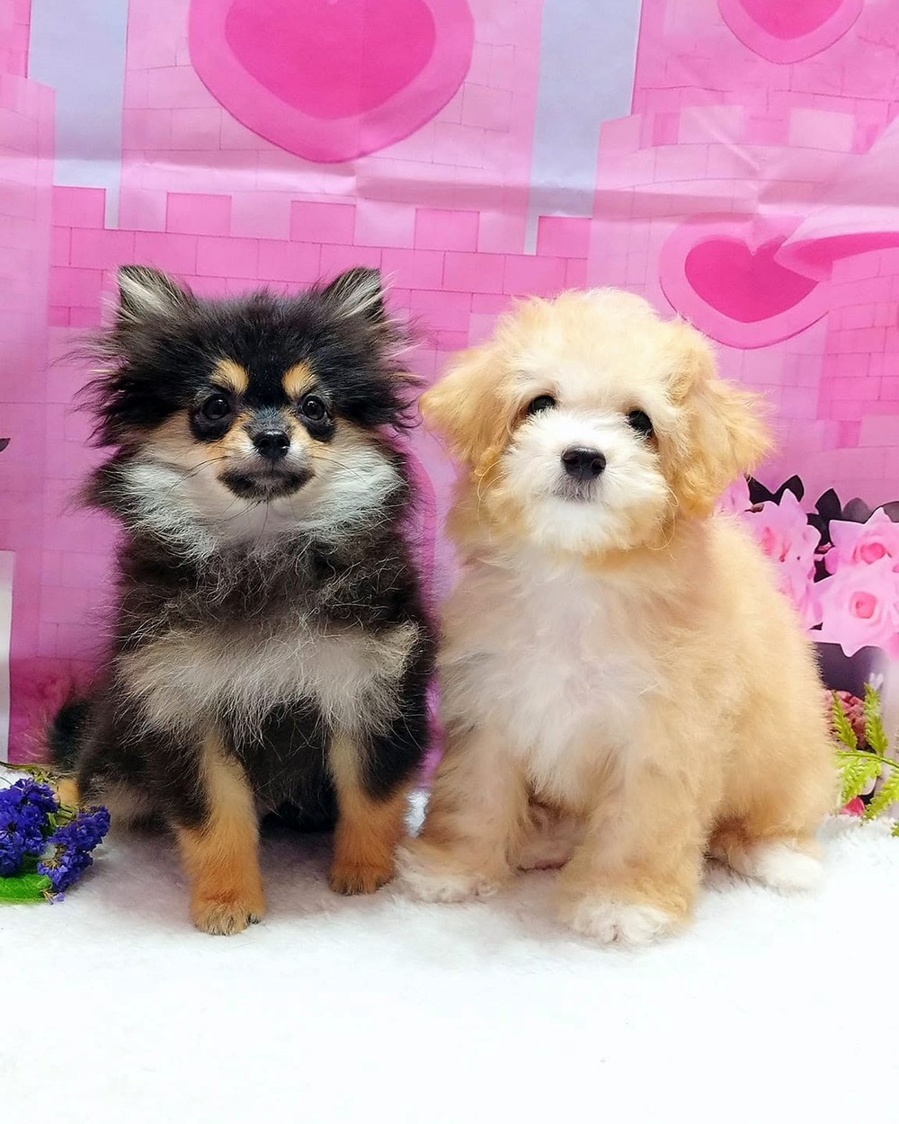 น้อง ๆ ที่มารับบริการที่ Nippon Pets