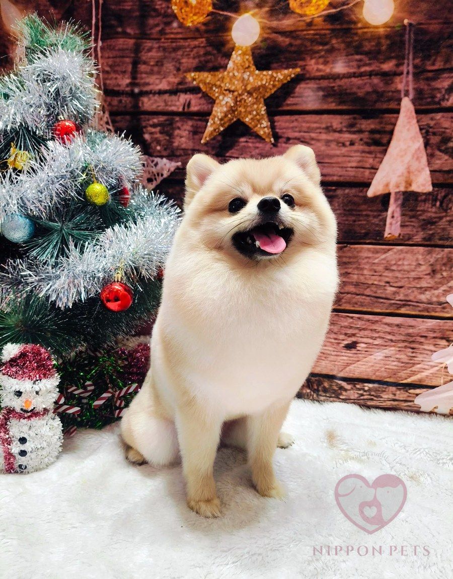 น้องปอมหลังอาบน้ำตัดขน