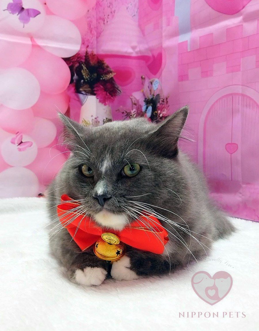 น้องแมวขนเทาหลังรับบริการ
