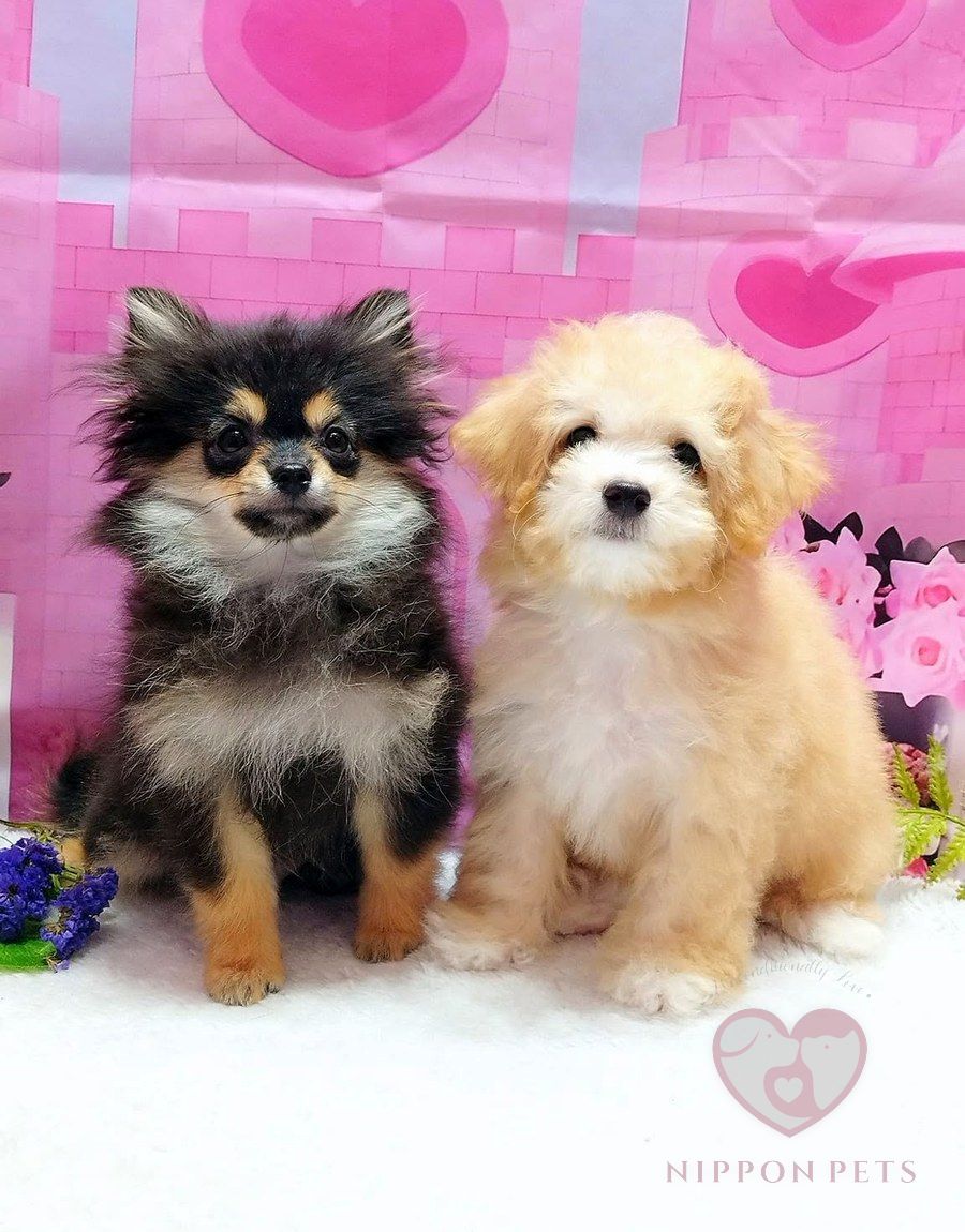 น้องหมาสองตัวหลังตัดขน