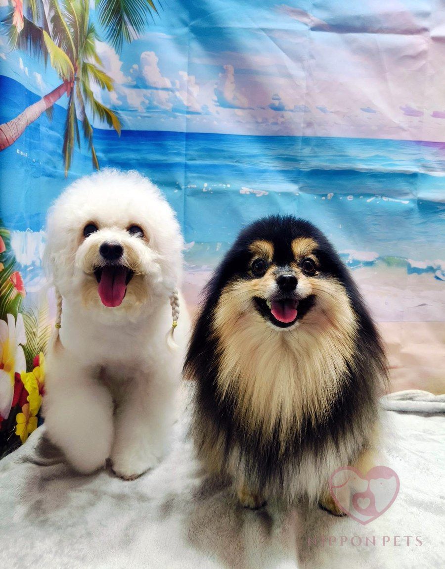 พุดเดิ้ลสีขาวและปอมเมอเรเนียนสีดำแทนหลังตัดขน — ผลงาน Nippon Pets นนทบุรี