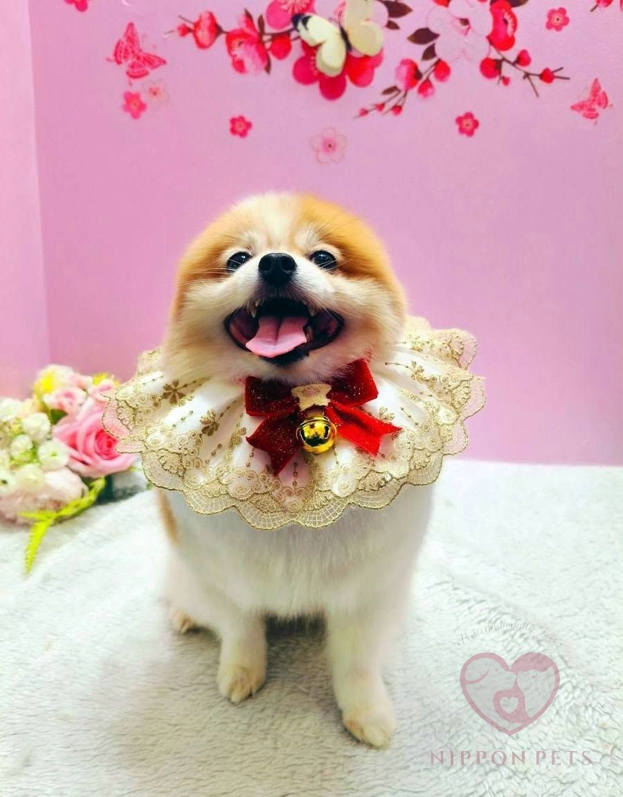 ปอมเมอเรเนียนใส่ปลอกคอลูกไม้ทอง หลังจัดทรง — ผลงาน Nippon Pets นนทบุรี