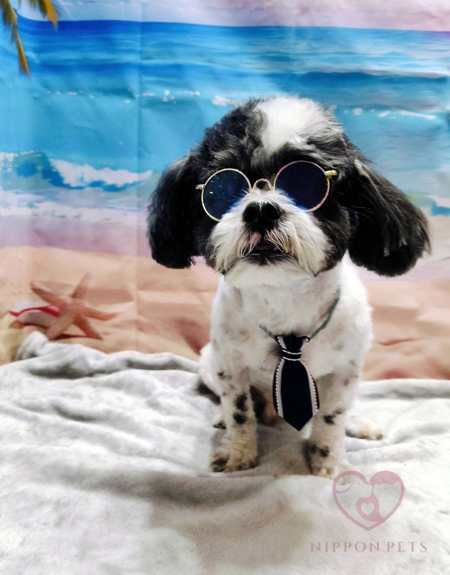 ชิสุขาวดำใส่แว่นกันแดดและเนกไท หลังตัดขน — ผลงาน Nippon Pets นนทบุรี