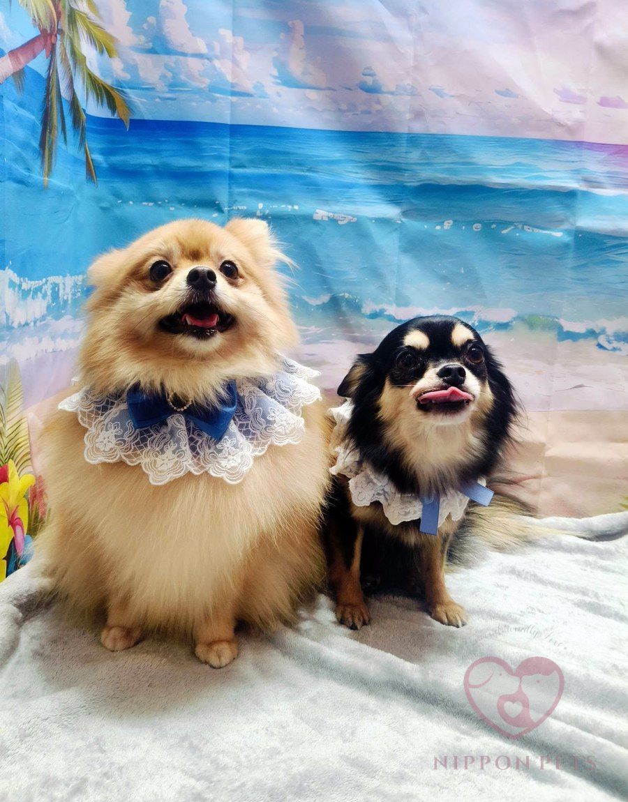 ปอมเมอเรเนียนและชิวาวาขนยาวใส่ปลอกคอลูกไม้ — ผลงาน Nippon Pets นนทบุรี
