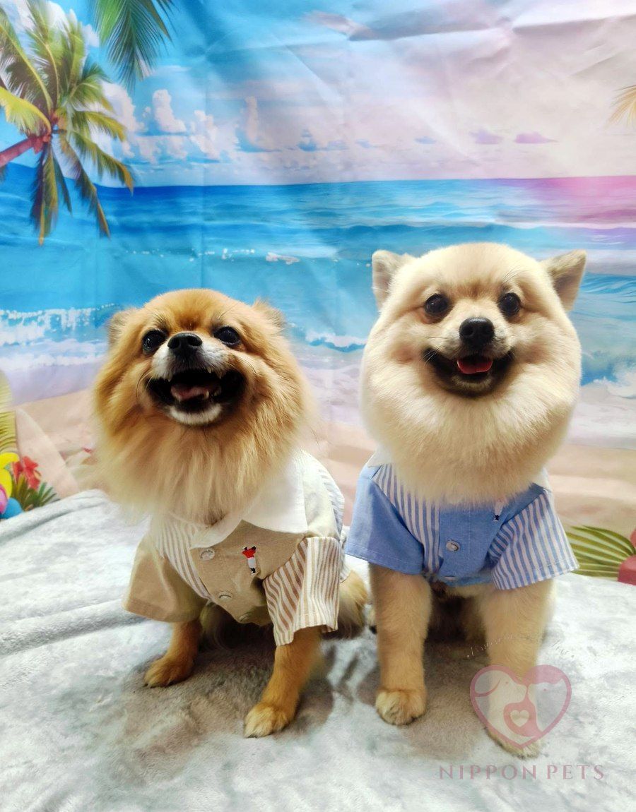 ปอมเมอเรเนียนสองตัวใส่เสื้อเชิ้ต ธีมทะเล — ผลงาน Nippon Pets นนทบุรี