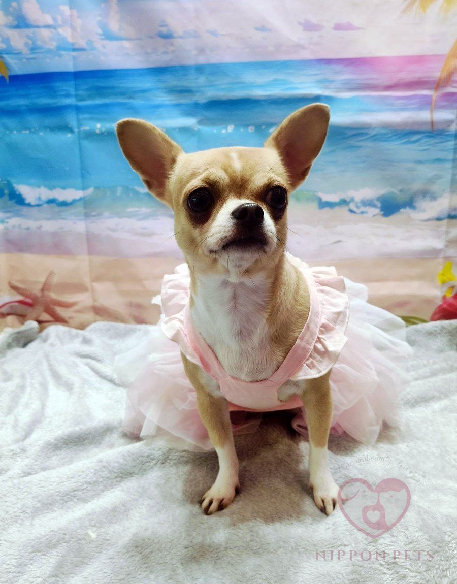 ชิวาวาขนสั้นใส่ชุดกระโปรงสีชมพู — ผลงาน Nippon Pets นนทบุรี