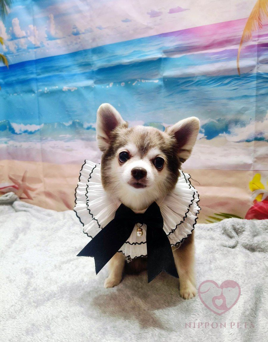 ชิวาวาขนยาวใส่ปลอกคอระบายและโบว์ดำ — ผลงาน Nippon Pets นนทบุรี