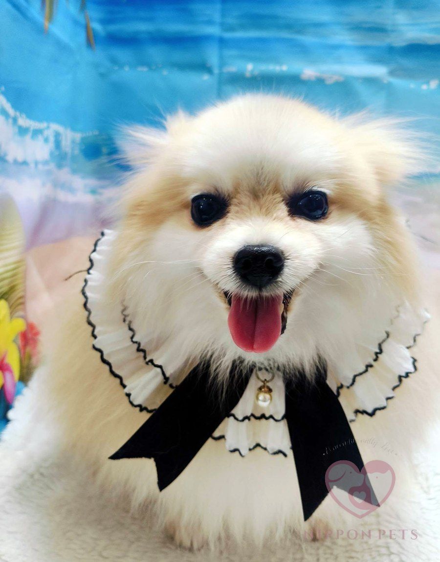 ปอมเมอเรเนียนสีครีมใส่ปลอกคอระบาย หลังเป่าขน — ผลงาน Nippon Pets นนทบุรี
