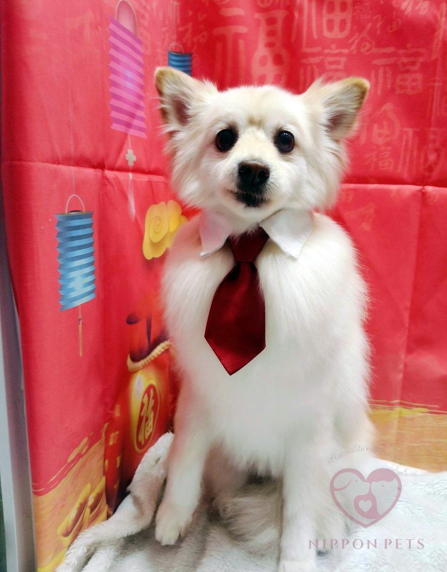 ปอมเมอเรเนียนสีขาวผูกเนกไทแดง ธีมตรุษจีน — ผลงาน Nippon Pets นนทบุรี