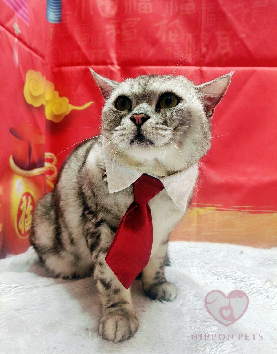 แมวลายสลิดผูกเนกไทแดง ธีมตรุษจีน — ผลงาน Nippon Pets นนทบุรี