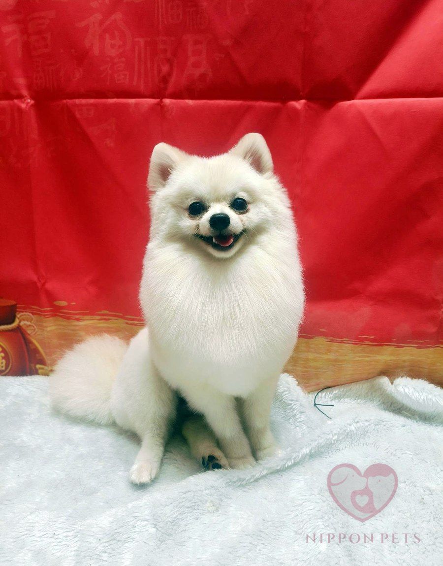 ปอมเมอเรเนียนสีขาวหลังอาบน้ำตัดขน ธีมตรุษจีน — ผลงาน Nippon Pets นนทบุรี