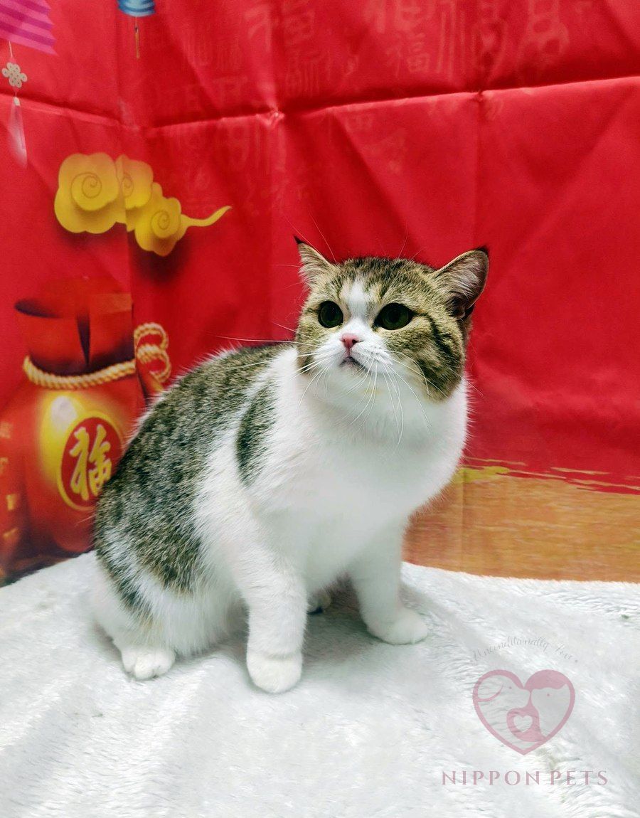 แมวลายสลิดขาวน้ำตาลหลังอาบน้ำ ธีมตรุษจีน — ผลงาน Nippon Pets นนทบุรี