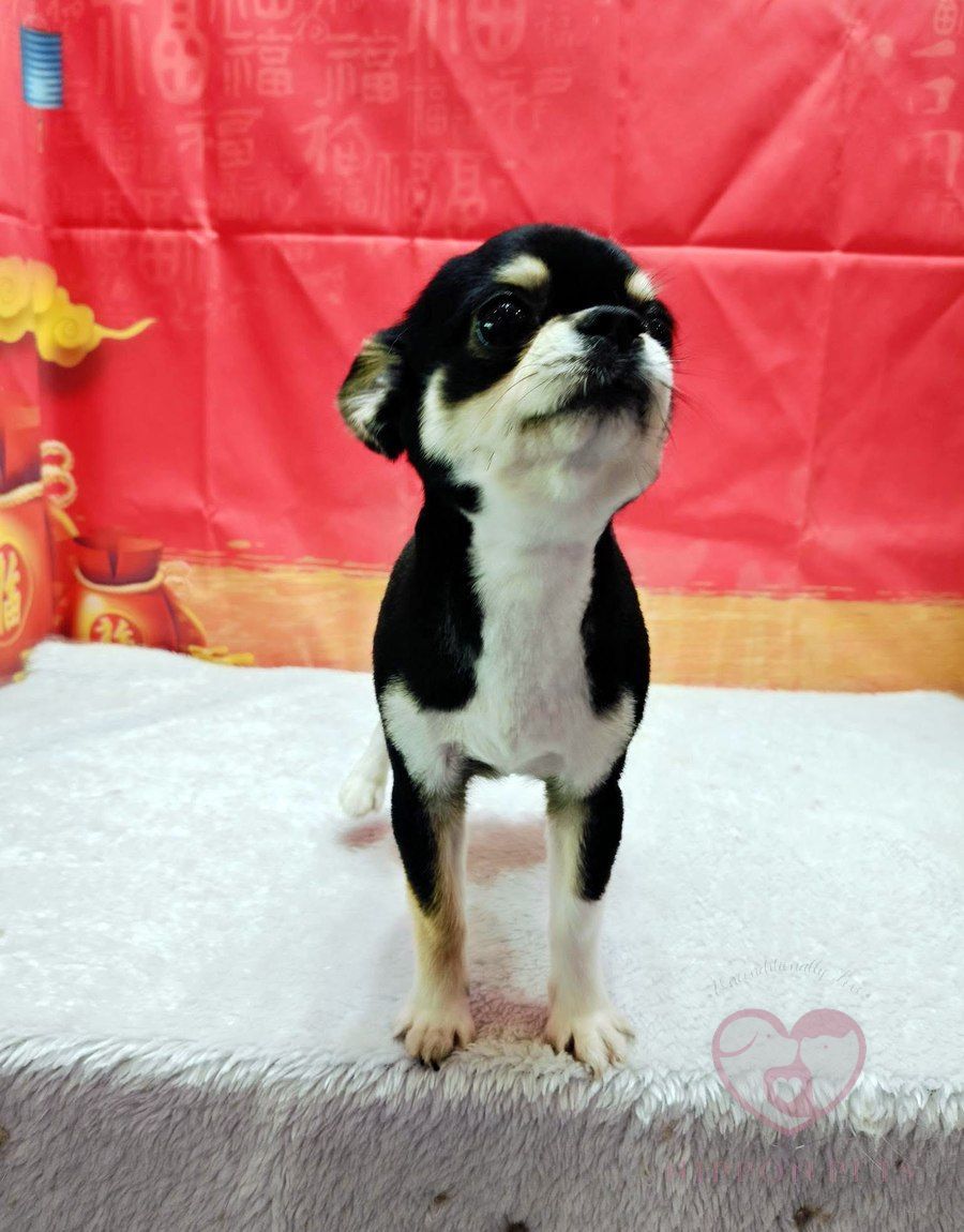 ชิวาวาขนสั้นสีดำขาว ธีมตรุษจีน — ผลงาน Nippon Pets นนทบุรี