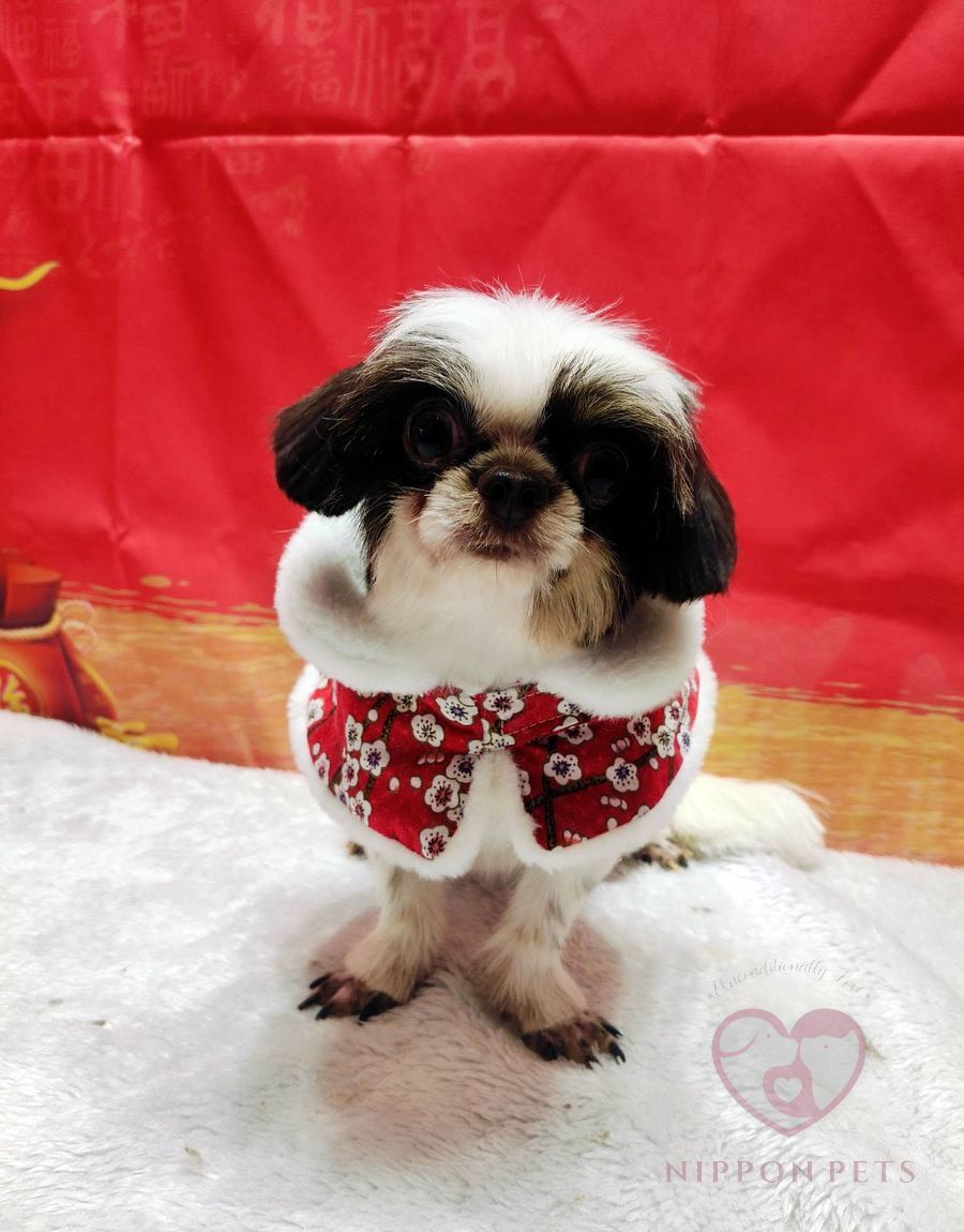 ชิสุใส่ชุดจีนสีแดง ธีมตรุษจีน หลังอาบน้ำตัดขน — ผลงาน Nippon Pets นนทบุรี