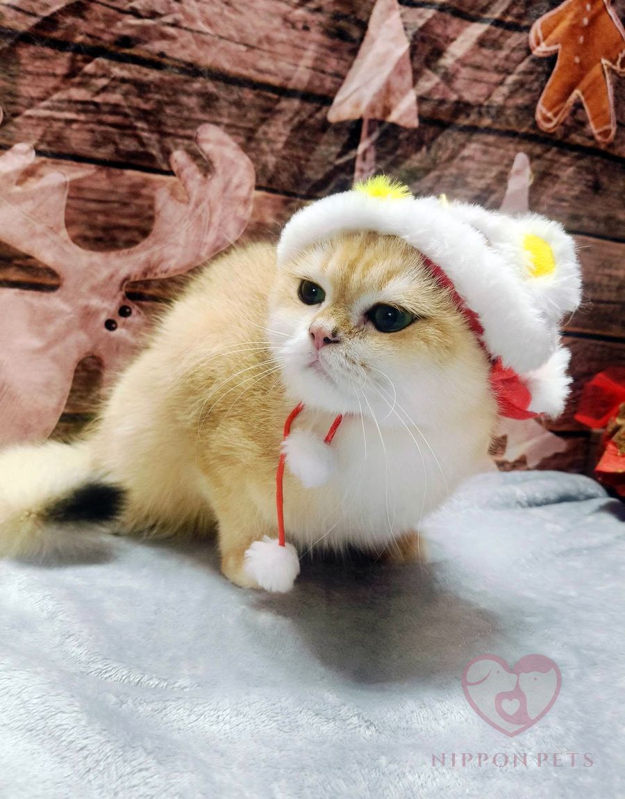 แมวบริติชช็อตแฮร์สีทองใส่หมวกซานต้า ธีมคริสต์มาส — ผลงาน Nippon Pets นนทบุรี
