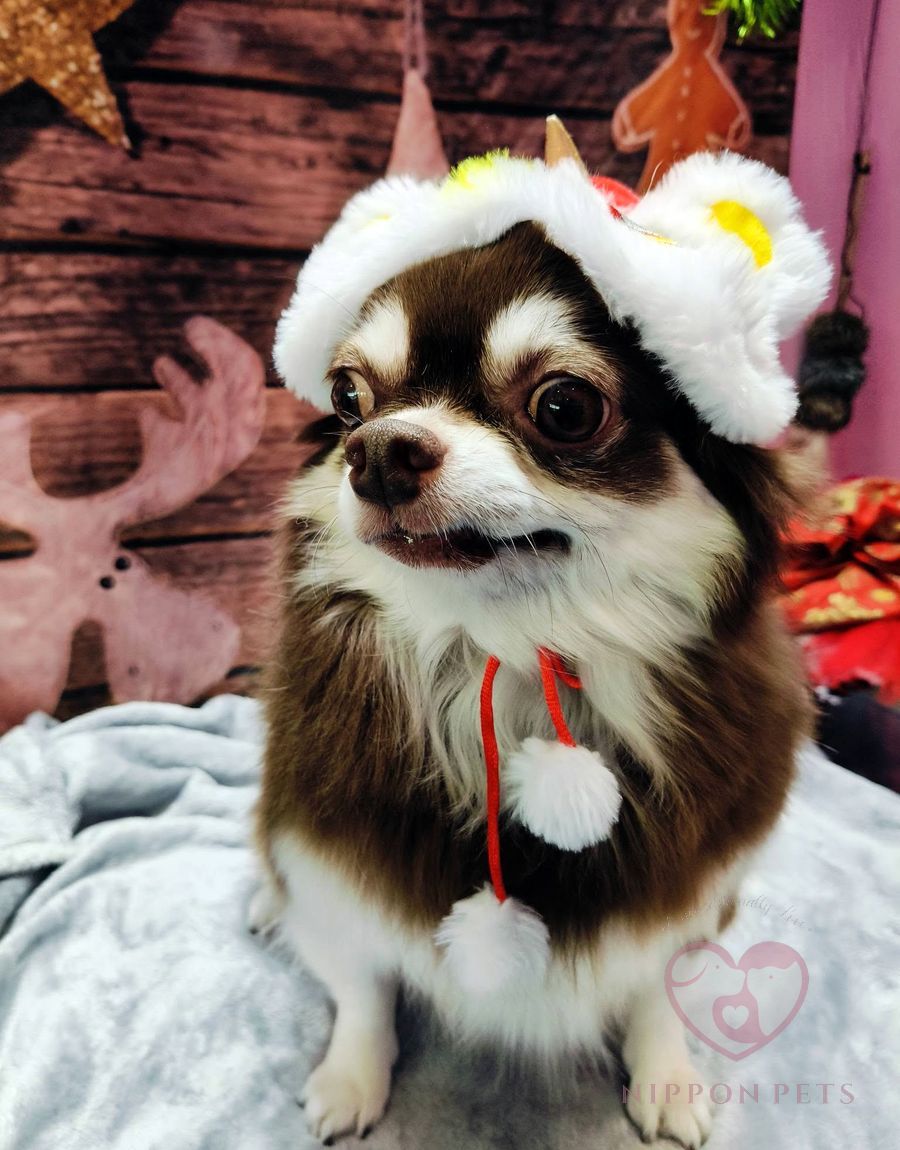 ชิวาวาขนยาวสีน้ำตาลขาวใส่หมวกซานต้า ธีมคริสต์มาส — ผลงาน Nippon Pets นนทบุรี