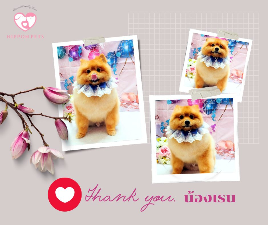 น้องเรน ปอมเมอเรเนียนหลังอาบน้ำตัดขน ขอบคุณลูกค้า — ผลงาน Nippon Pets นนทบุรี