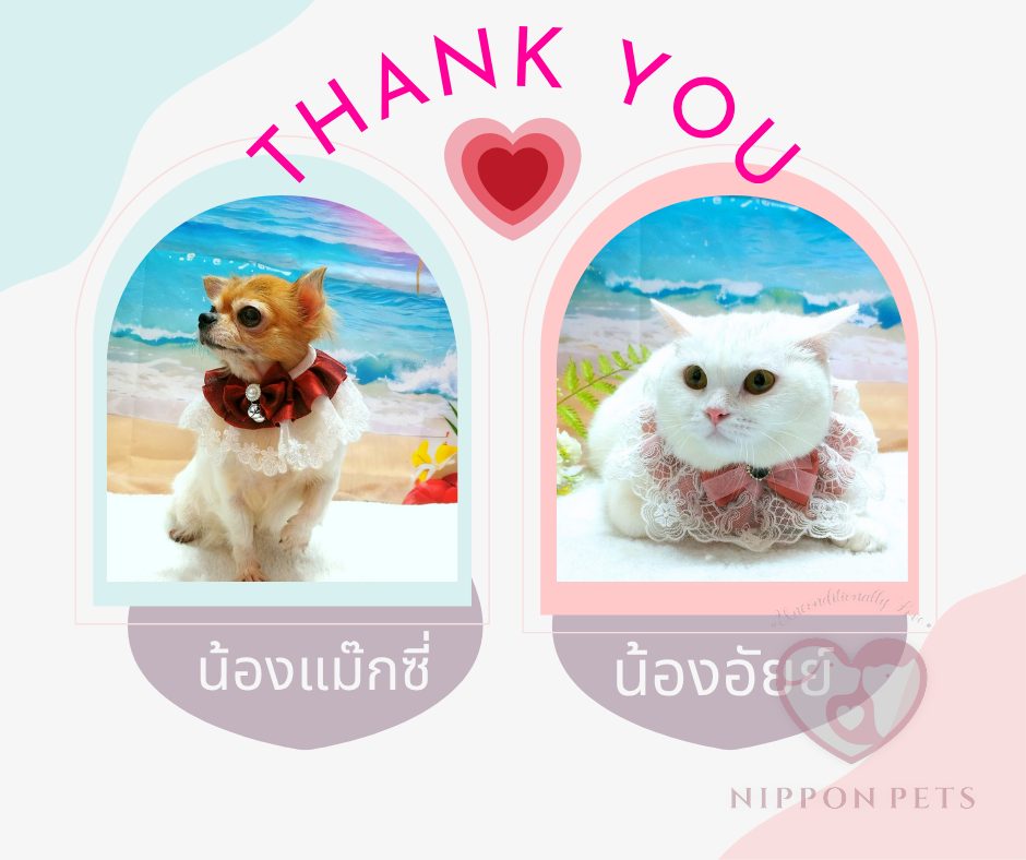 น้องแม็กซี่และน้องอ้ายซ์ หลังอาบน้ำตัดขน ธีมทะเล — ผลงาน Nippon Pets นนทบุรี