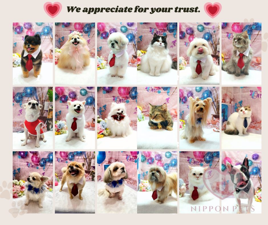 รวมผลงานอาบน้ำตัดขนสุนัขและแมว ขอบคุณที่ไว้ใจ Nippon Pets — ผลงาน Nippon Pets นนทบุรี