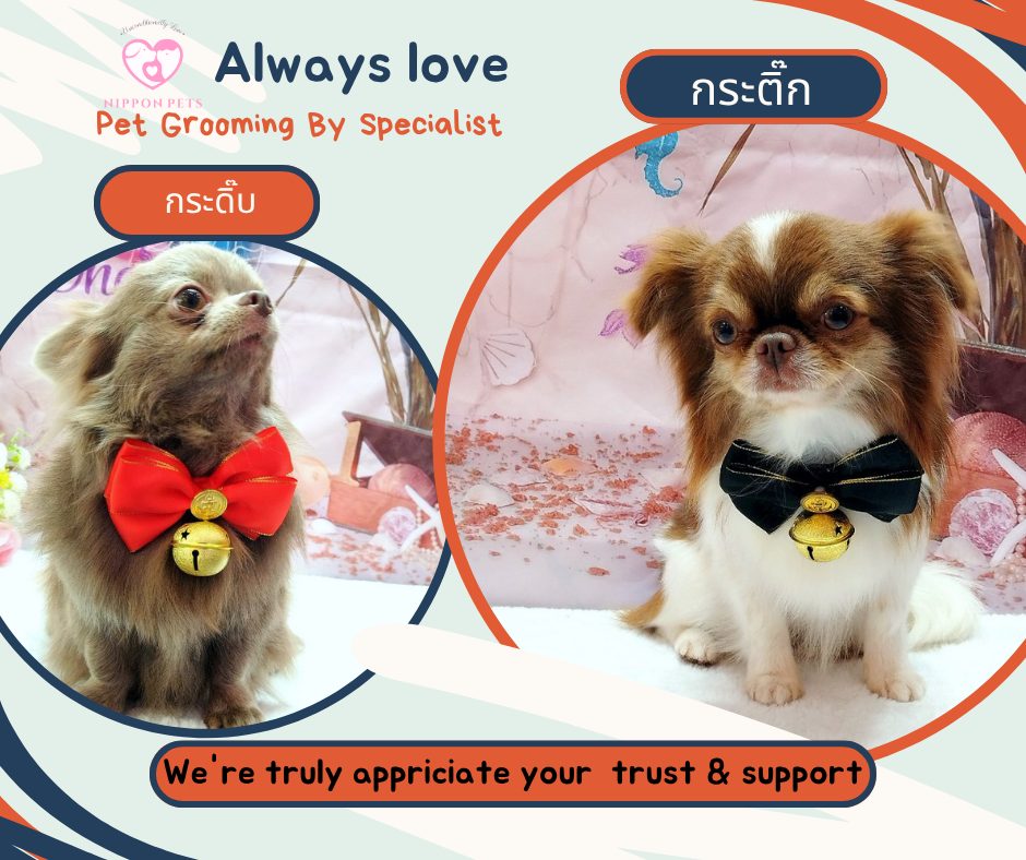 น้องกระต๊ึก ชิสุหลังจัดทรง โดยช่างผู้เชี่ยวชาญ — ผลงาน Nippon Pets นนทบุรี