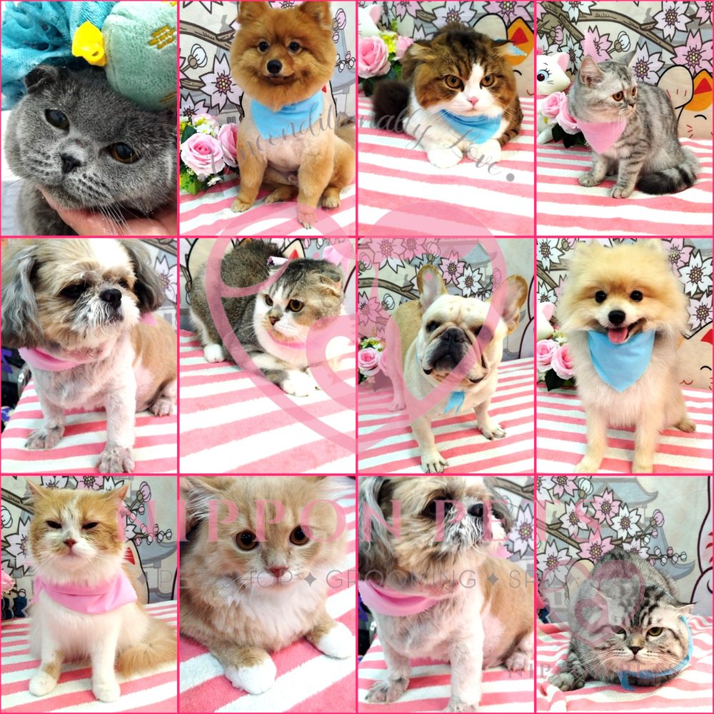 รวมผลงานจัดทรงสุนัขและแมวหลายสายพันธุ์ — ผลงาน Nippon Pets นนทบุรี