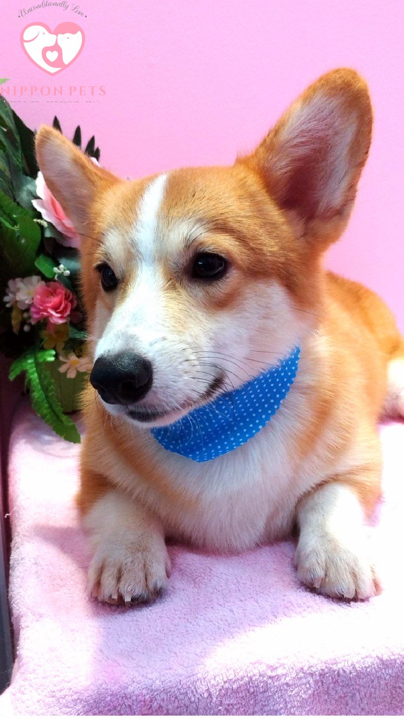 คอร์กี้ผูกผ้าพันคอฟ้า หลังอาบน้ำเป่าขน — ผลงาน Nippon Pets นนทบุรี