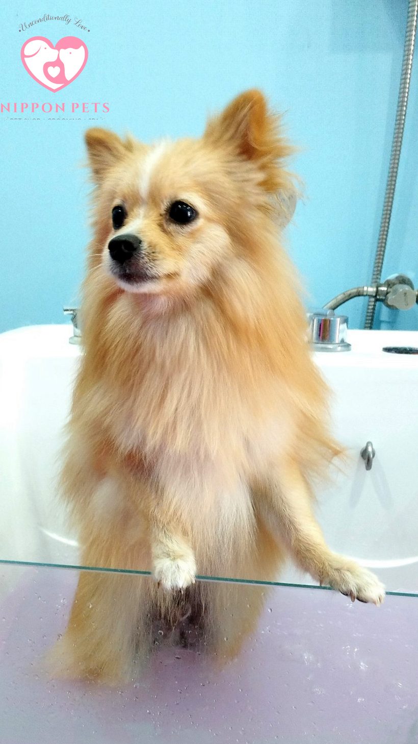 ปอมเมอเรเนียนขนยาวในอ่างอาบน้ำ ระหว่างรับบริการ — ผลงาน Nippon Pets นนทบุรี