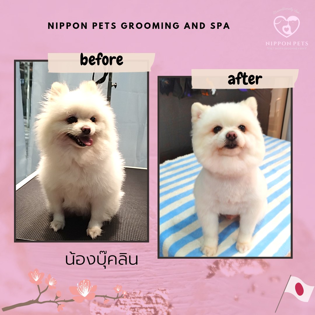 น้องบุ๊คลิน ก่อนและหลังอาบน้ำตัดขน ปอมเมอเรเนียนสีขาว — ผลงาน Nippon Pets นนทบุรี