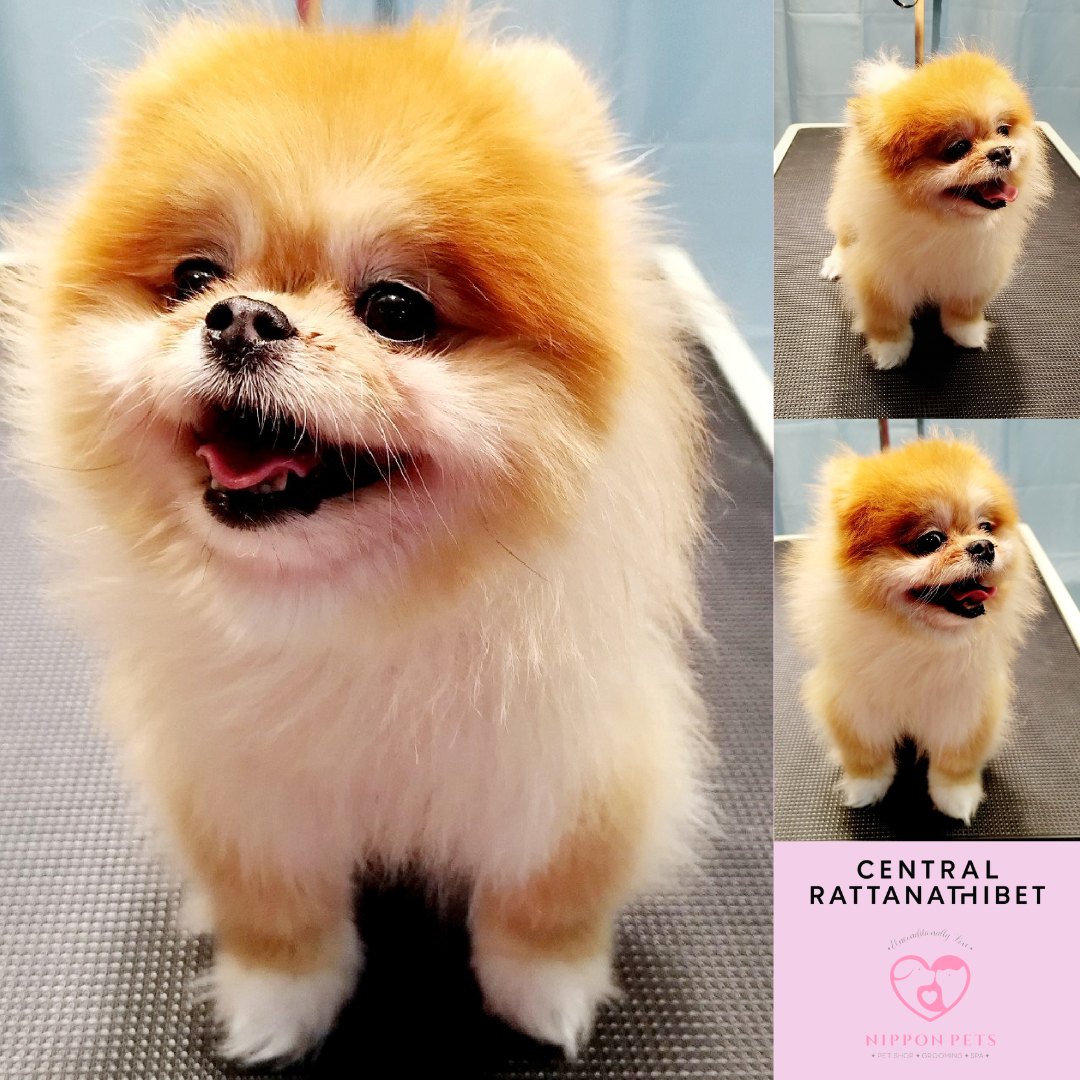 ปอมเมอเรเนียนสีส้มทรงหมี หลังอาบน้ำเป่าขนฟู — ผลงาน Nippon Pets นนทบุรี