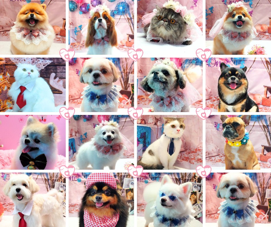 รวมผลงานอาบน้ำตัดขนสุนัขและแมว 16 ภาพ — ผลงาน Nippon Pets นนทบุรี