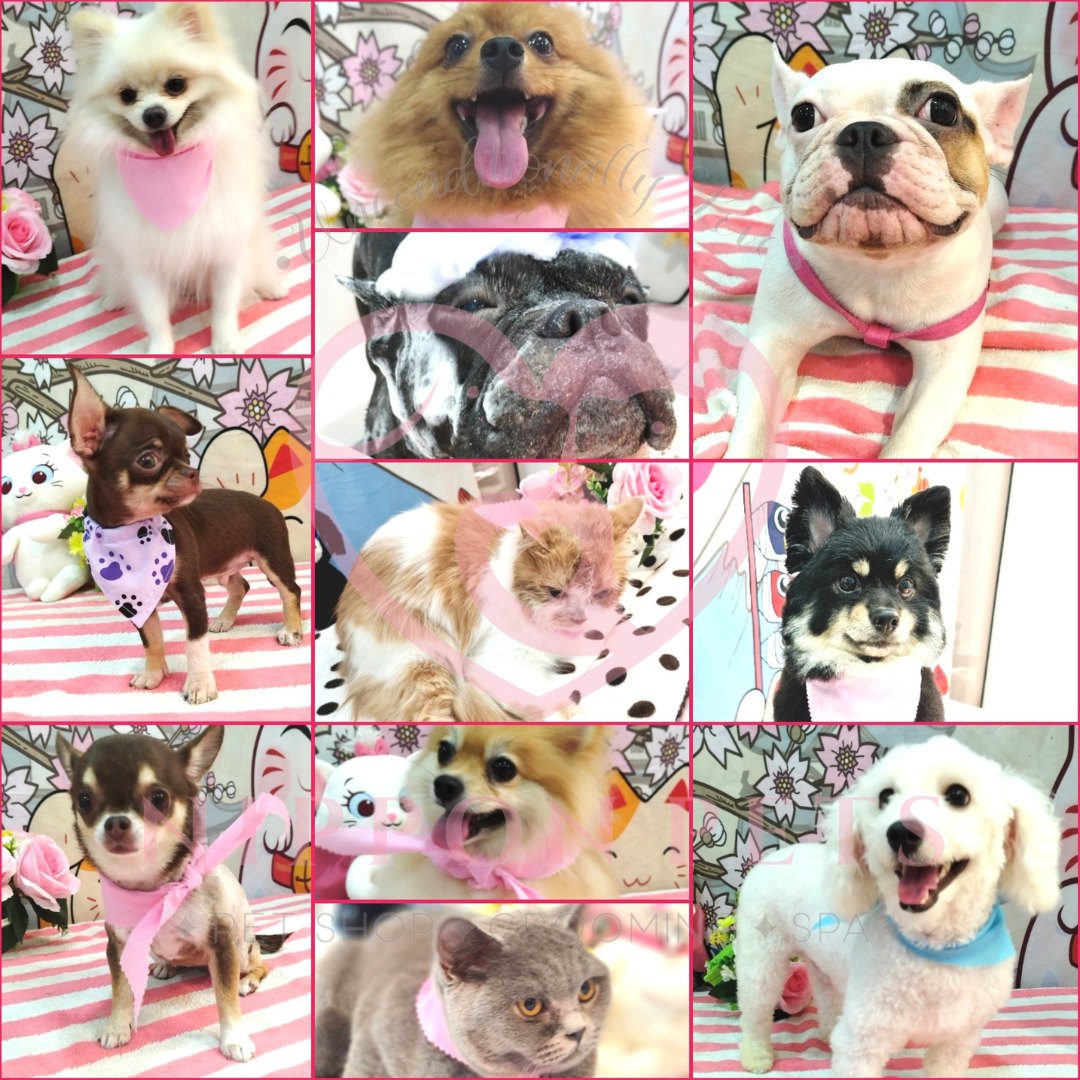 รวมผลงานอาบน้ำ ตัดขน และสปา สุนัขและแมวหลายสายพันธุ์ — ผลงาน Nippon Pets นนทบุรี