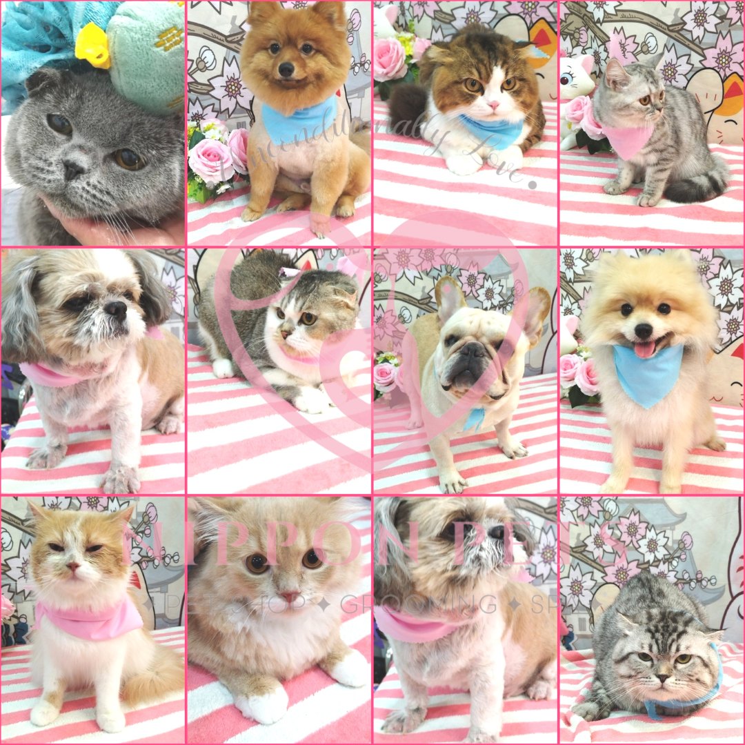 รวมผลงานจัดทรงสุนัขและแมว ธีมซากุระ — ผลงาน Nippon Pets นนทบุรี