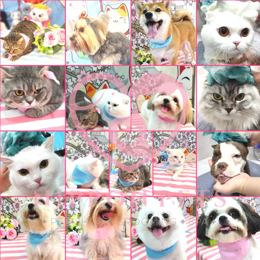 รวมผลงานอาบน้ำตัดขน แมวและสุนัข หลายสายพันธุ์ — ผลงาน Nippon Pets นนทบุรี