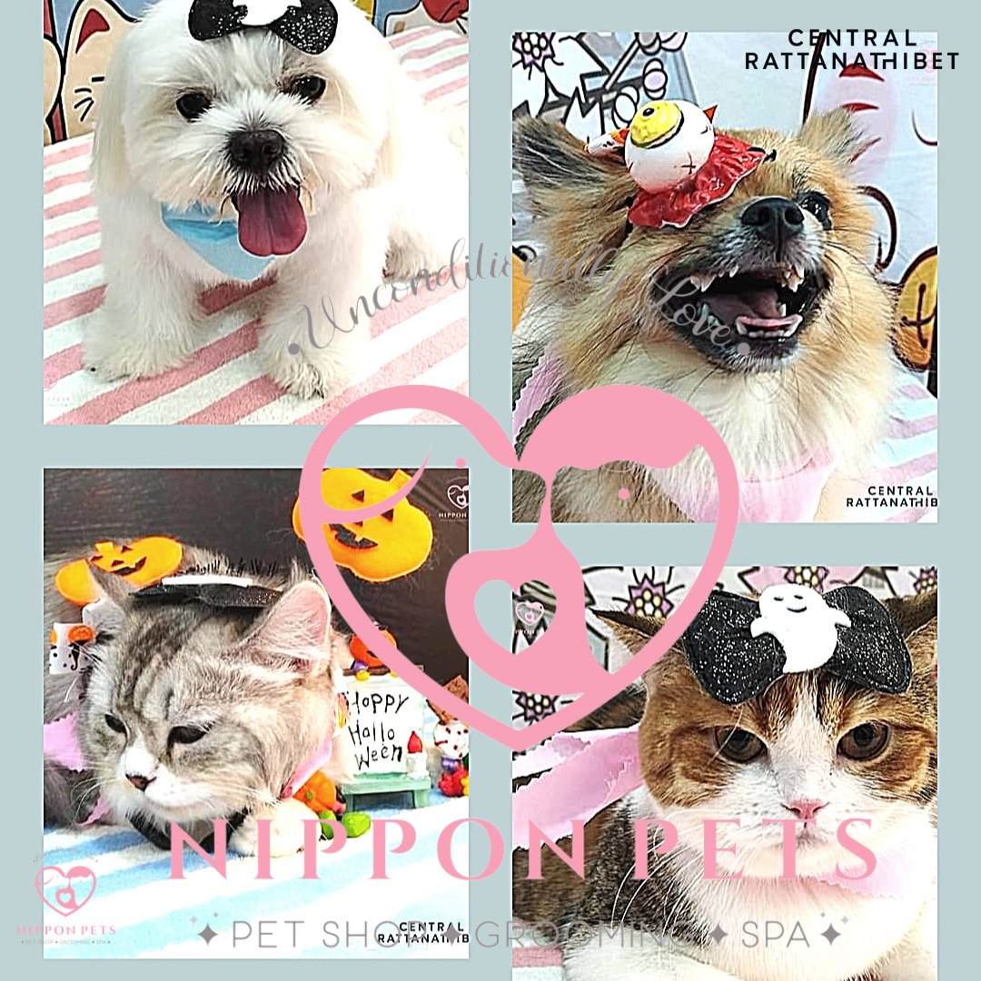 ผลงานธีมฮาโลวีน สุนัขและแมวหลังอาบน้ำตัดขน — ผลงาน Nippon Pets นนทบุรี