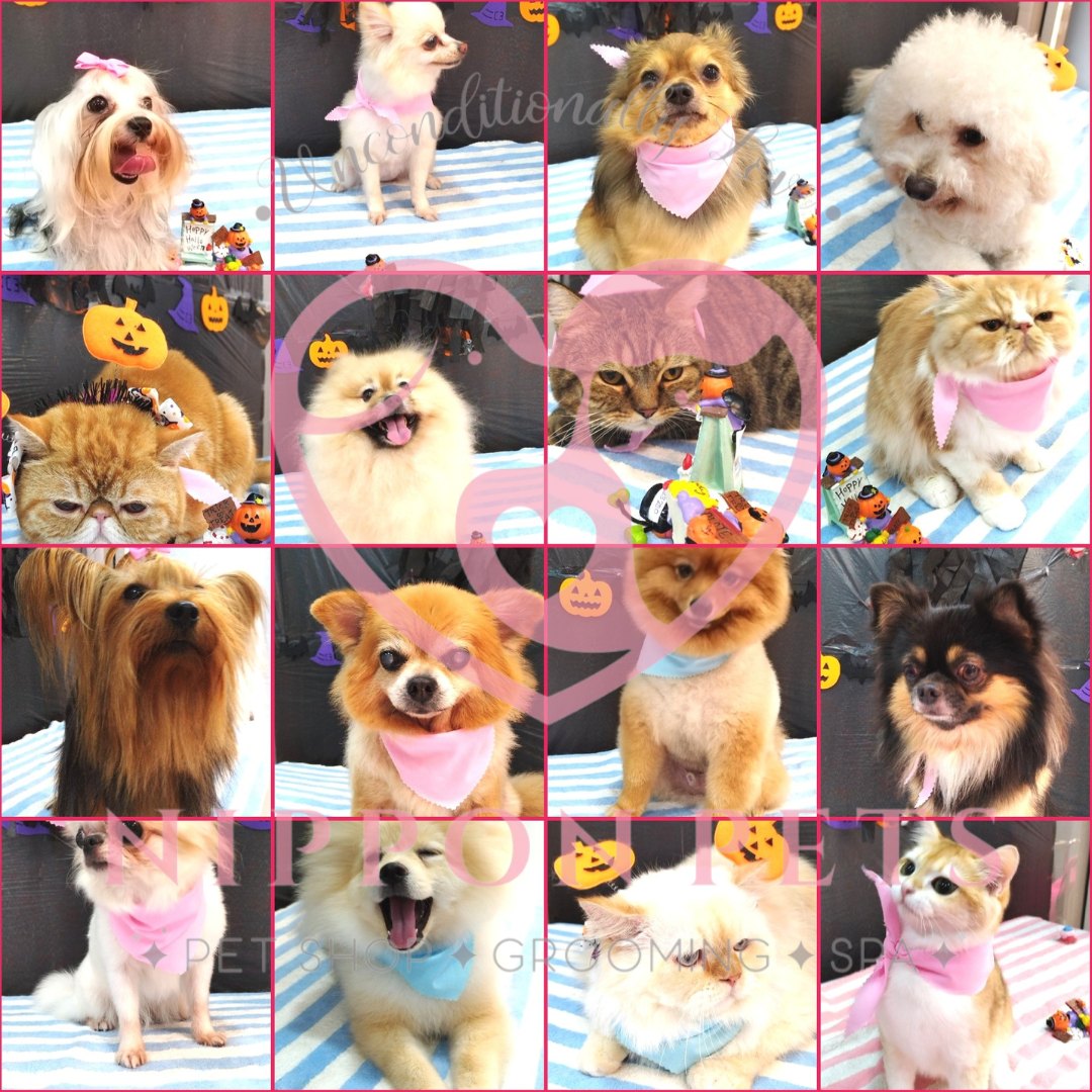 รวมผลงานธีมฮาโลวีน สุนัขและแมว ชุดที่ 1 — ผลงาน Nippon Pets นนทบุรี