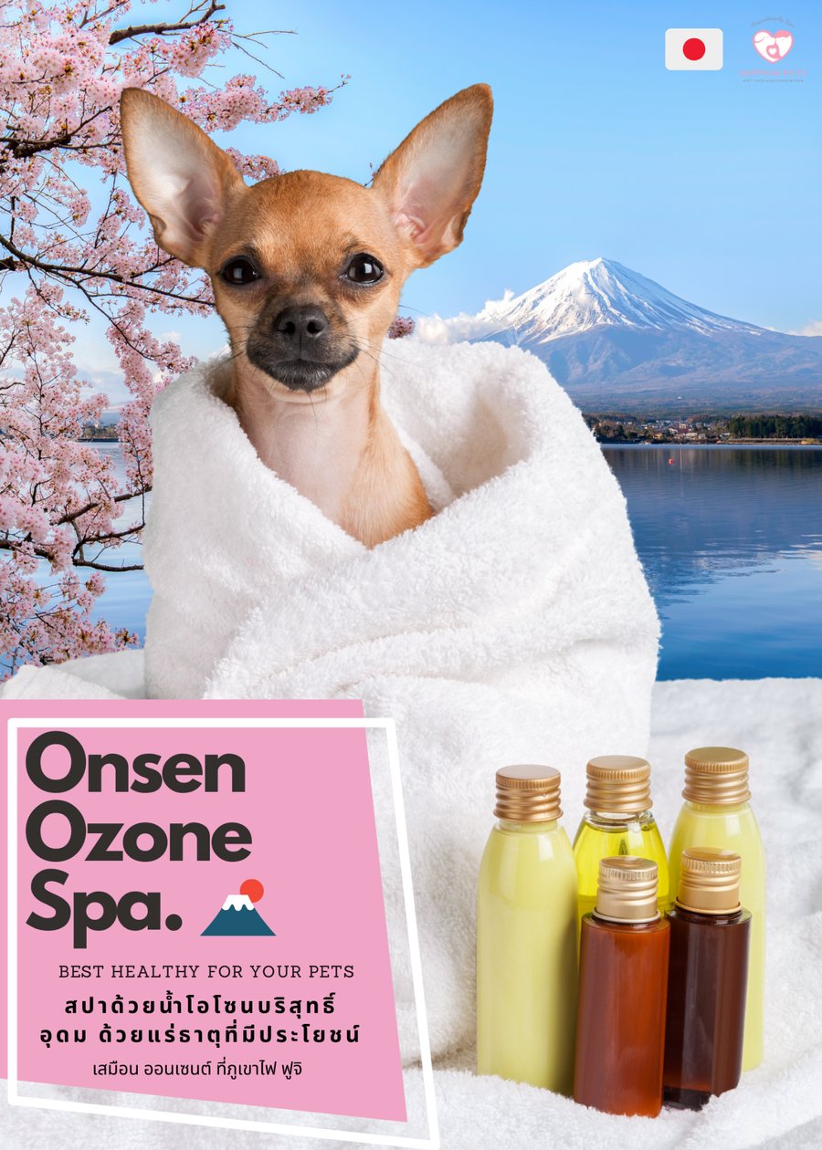 ปอมเมอเรเนียนห่มผ้าขนหนูหลังทำ Onsen Ozone Spa — Nippon Pets นนทบุรี